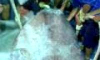 Nghe An: Catch the giant Moon fish 400kg