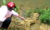 Nghệ An: The elephant of the attack attacked and killed