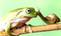 Nice photo: Snails kiss green frogs