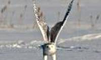 Nice photo: The snowy owl hunting moment