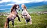 Nice: The pre-mating game of horses