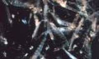 NOAA prohibits the exploitation of mollusks