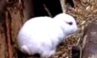 No-eared rabbits appear near Japanese nuclear plants