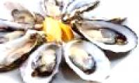 Norovirus in live oysters causes disease in North Americans
