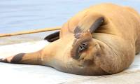Norway euthanized the walrus Freya after it was too much of a nuisance.