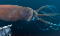 Norway's 4km cable disappeared without a trace, is the culprit giant squid?