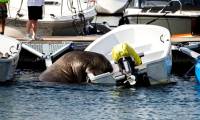 Norwegian sea elephant climbs on yacht to sleep