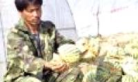 Not discovered 'explosive watermelon' in Vietnam