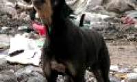 Not only dogs, but deer, monkeys, and birds also bark when they contradict themselves