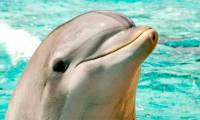Not only smart, dolphins also know 'skincare', surprising scientists