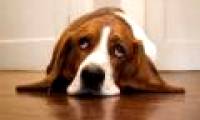 Now we know why dogs are afraid of thunder