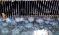 Nuclear power plants worry about being attacked by jellyfish