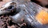 Observe the extremely rare 'reverse evolution' lizard species in the natural world for the first time