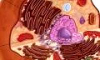 Observe the interaction between proteins in living cells