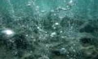 Ocean acidification threatens all marine life