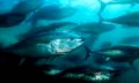 Ocean exhausted oxygen at record level, alarming a series of 'dead zones'