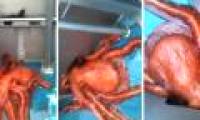 Octopus crawls through the tiny hole escaping from the boat