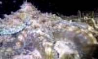 Octopus flashes like colored lights on the sea floor