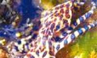 Octopus is more poisonous than cobras that wash up on the coast