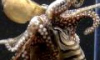 Octopus species have an odd sex life