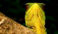 Odd creatures in the Ecuadorian rainforest
