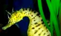 Oddly pregnant dads in seahorses