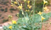 Oil as fuel may soon be replaced by this crop