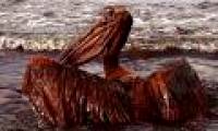 Oil spill in America