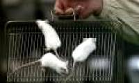 Old rats get bones by injecting blood from young mice
