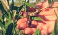 Olive seeds that have carbonized can be used in construction