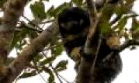 One of the most mysterious animals in the Amazon for the first time