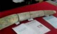 One person in Gia Lai owned ivory for more than 19,000 years