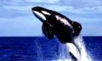 Oppose the point of killing whales to study