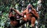 Orangutans also know how to spend money