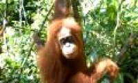 Orangutans climbed the mountain, crossed the river because of love