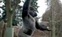 Orangutans go on like a circus actor