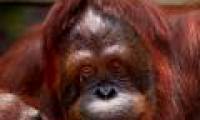 Orangutans know how to brush their teeth