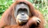 Orangutans, not chimpanzees, are the closest relatives of humans