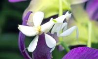 Orchid praying mantis - a ruthless killer in a beautiful guise.