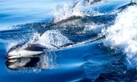 Origin of fungal disease outbreaks in marine mammals