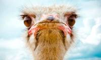 Ostrich - land animal with the largest eyes