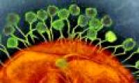 Our bodies contain 380 trillion viruses, what are they doing in there?