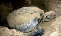 'Outrun' with sea turtles