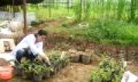 Overcoming pollution by ... grass