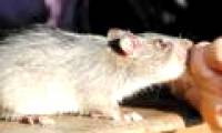 Overview of mouse bite disease - Sodoku