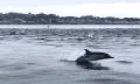 Overwhelmed thousands of dolphins to hunt together