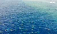 Overwhelmed with thousands of turtles swimming ashore nesting eggs