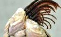 Oyster species set a new record for sex