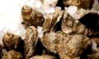 Oysters are declining rapidly