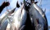 Pacific Ocean at risk of depleting tuna resources